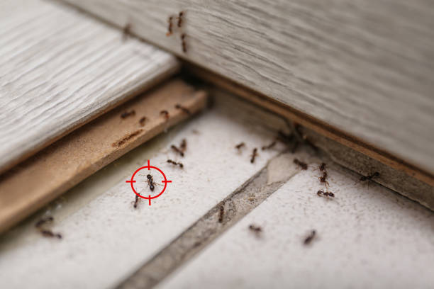 Pest Prevention Services in Evanston, IL