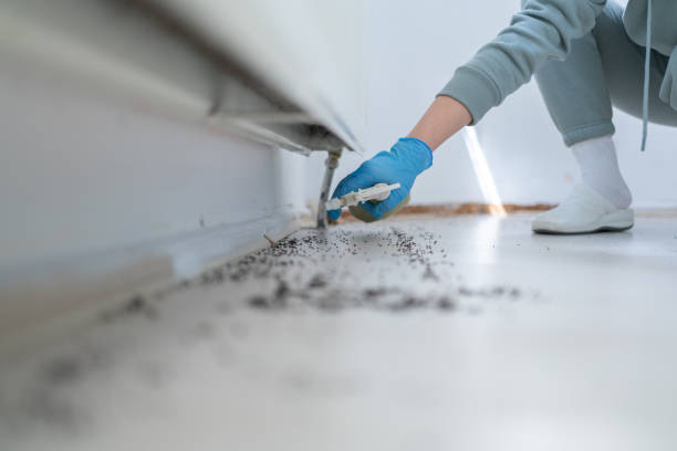 Best Flea Control Services  in Evanston, IL